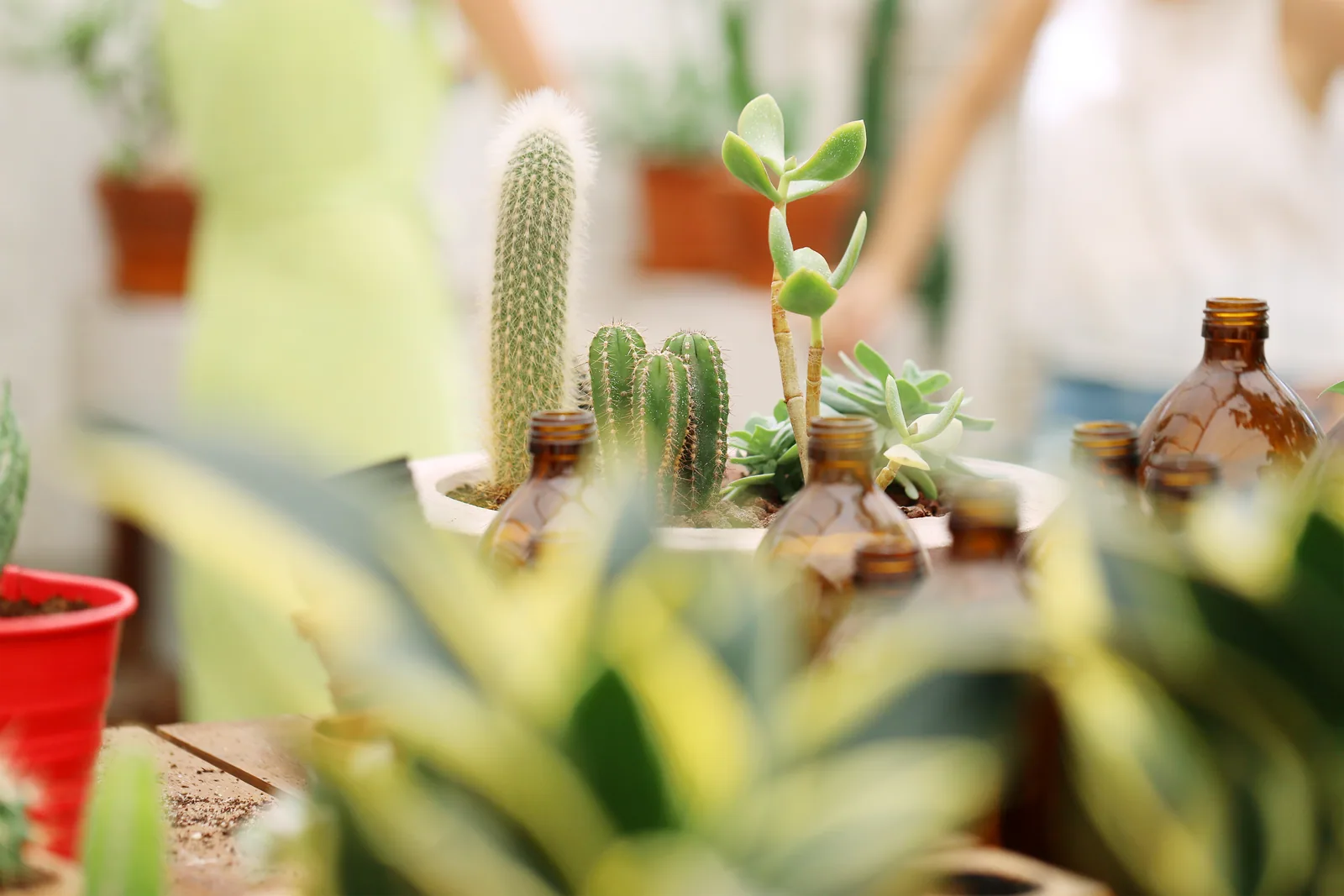 Cactus plant in a home renovation in Calgary